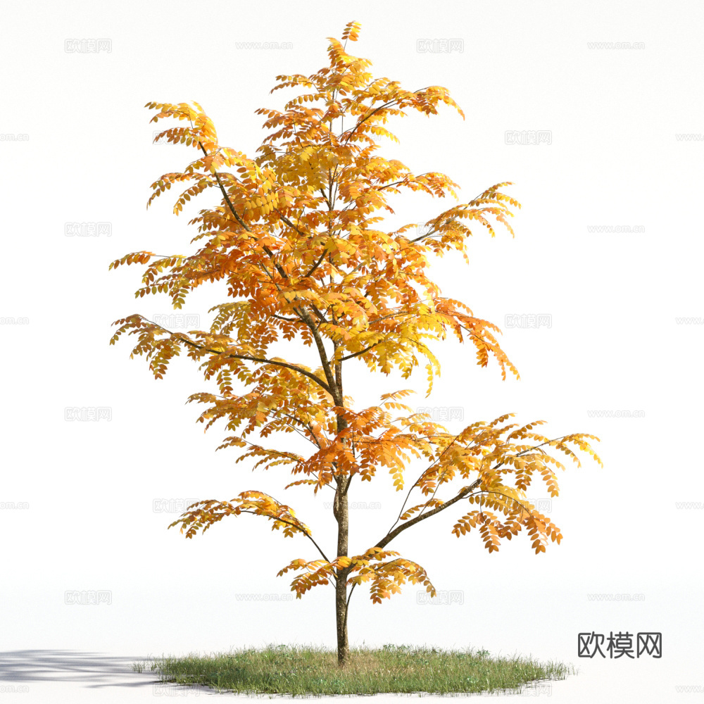 植物  树木 景观树 乔木 秋季植物3d模型