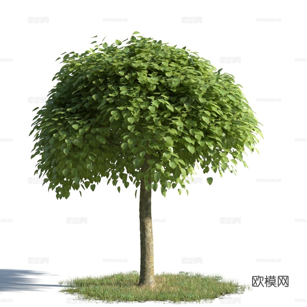 植物  树木 景观树 乔木 松树3d模型