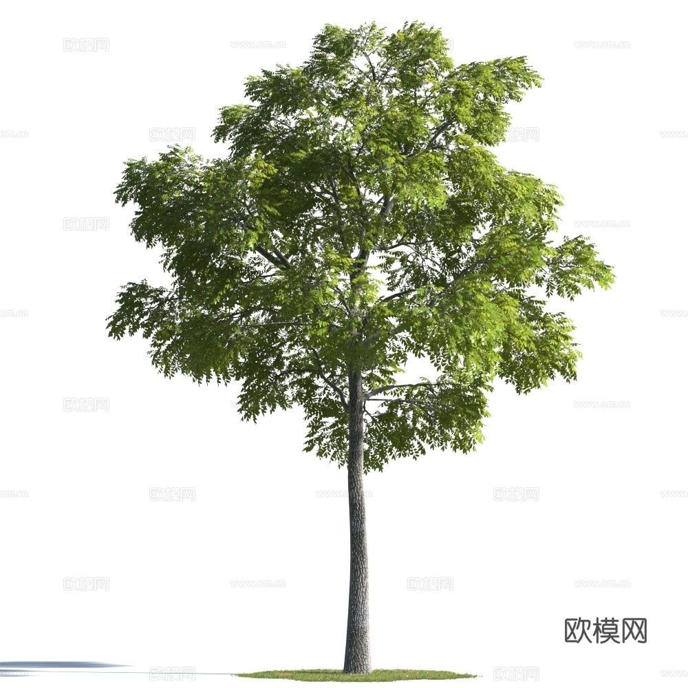 植物  树木 景观树 乔木 松树3d模型
