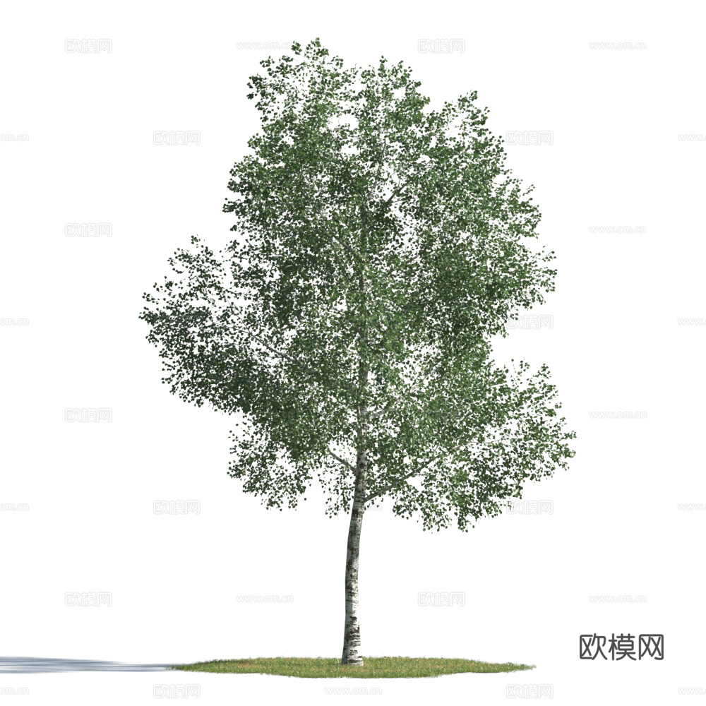 植物  树木 景观树 乔木3d模型
