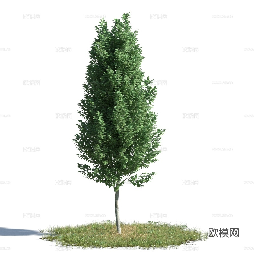 植物  树木 景观树 乔木 松树3d模型
