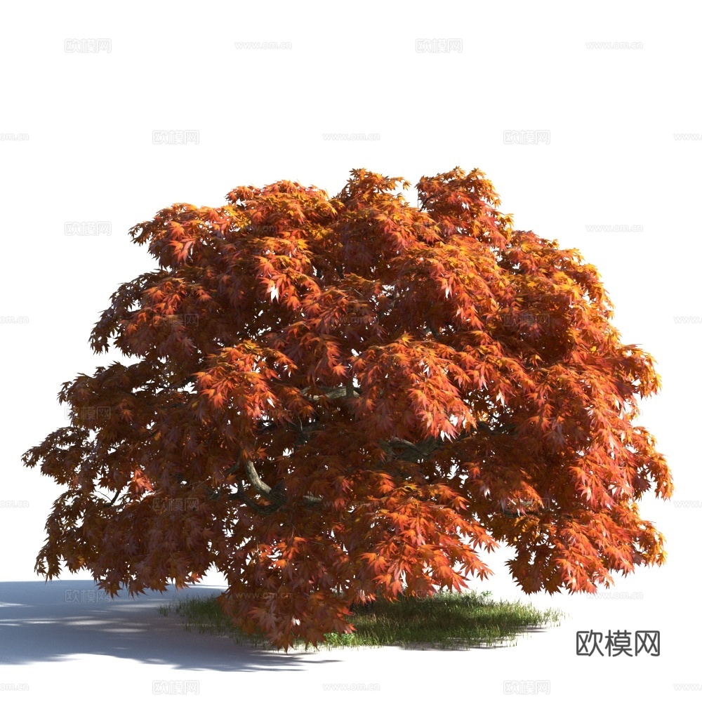 植物 灌木 灌木球3d模型