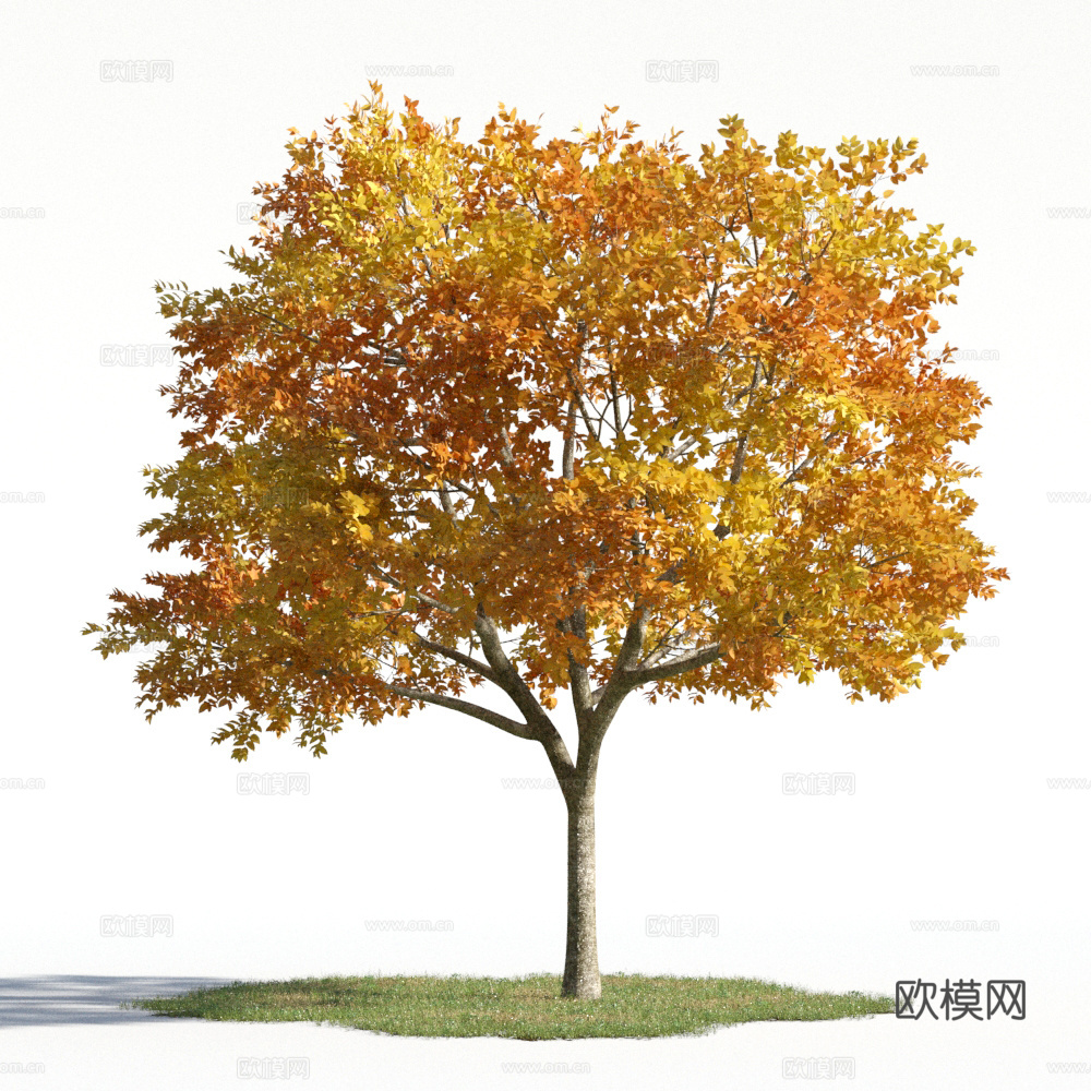 植物  树木 景观树 乔木 秋季植物3d模型