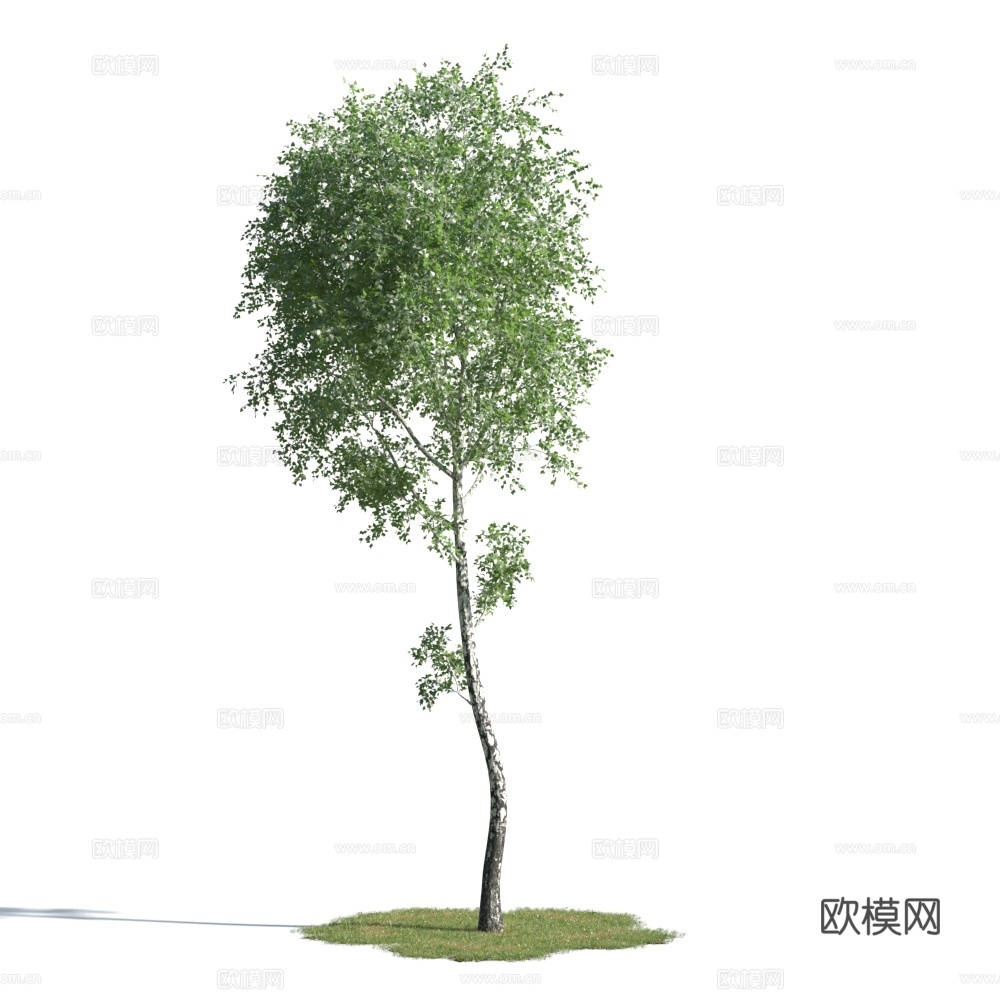 植物  树木 景观树 乔木 松树3d模型