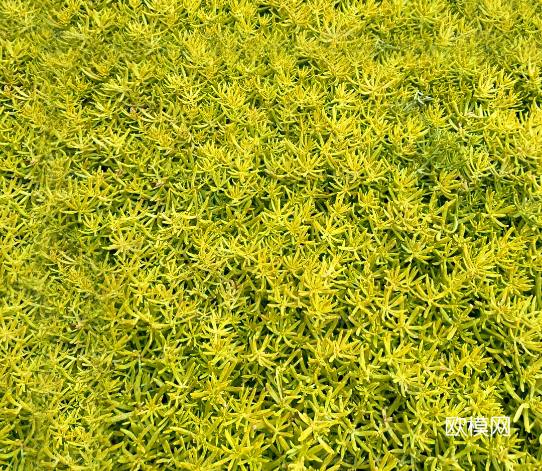 佛甲草绿植 室外佛甲草下载