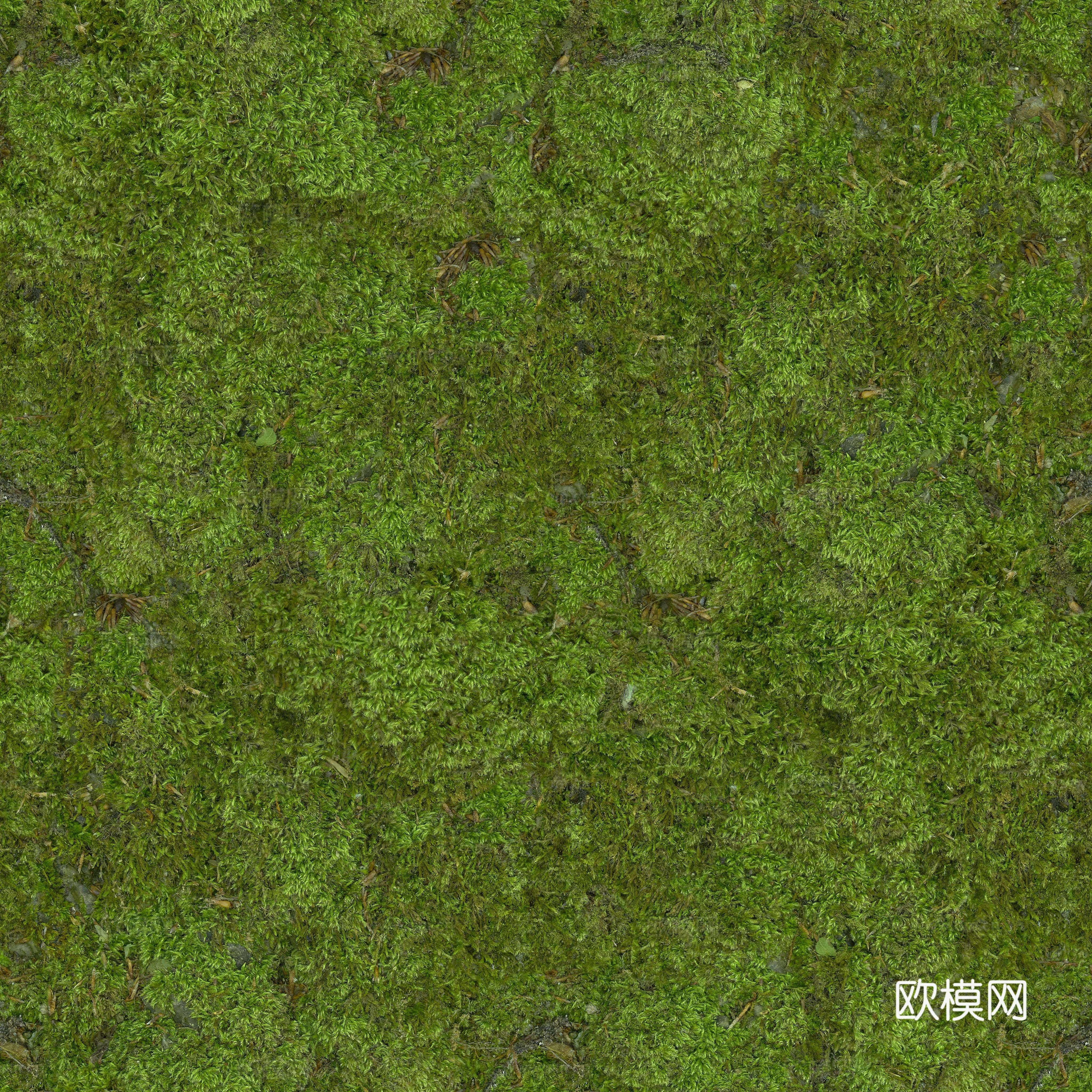 草地草坪草皮  公园公路庭院绿地植被