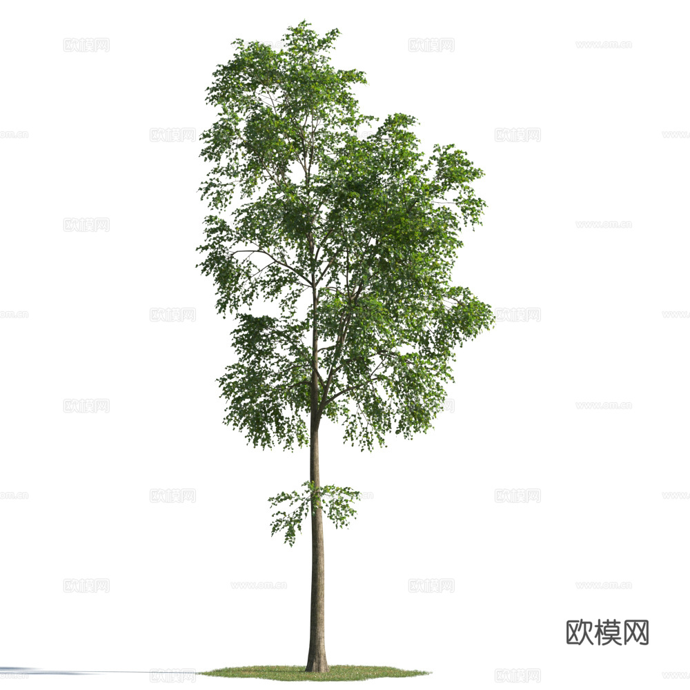 植物  树木 景观树 乔木3d模型