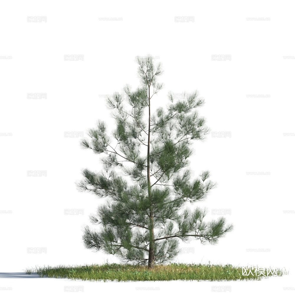 植物  树木 景观树 乔木 松树3d模型