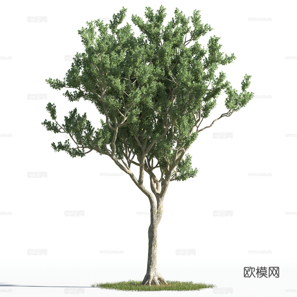 植物  树木 景观树 乔木3d模型