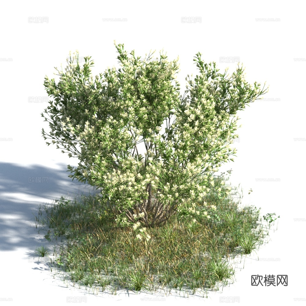 植物 灌木 灌木球 花树3d模型