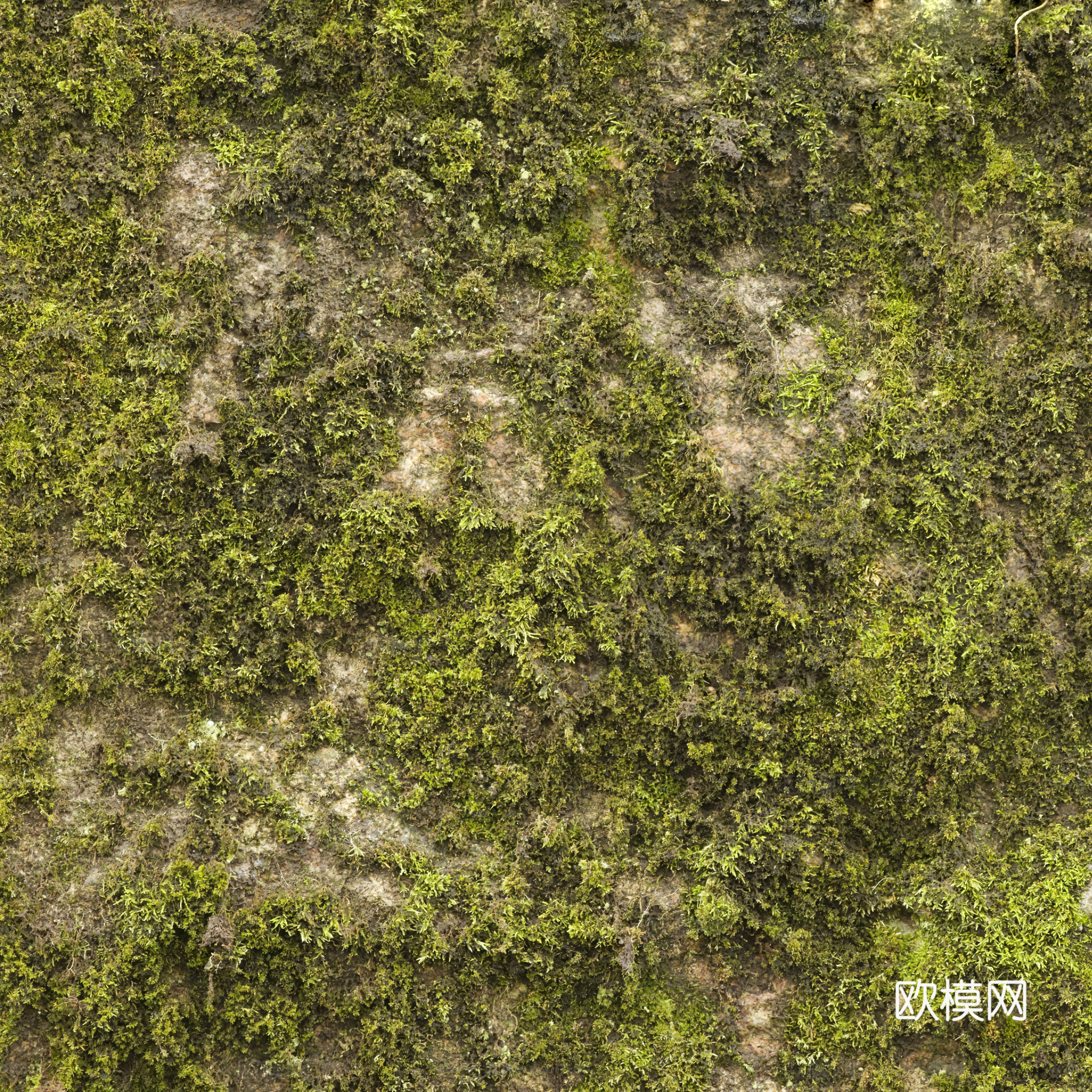 室外山丘青苔 稀疏植被地面