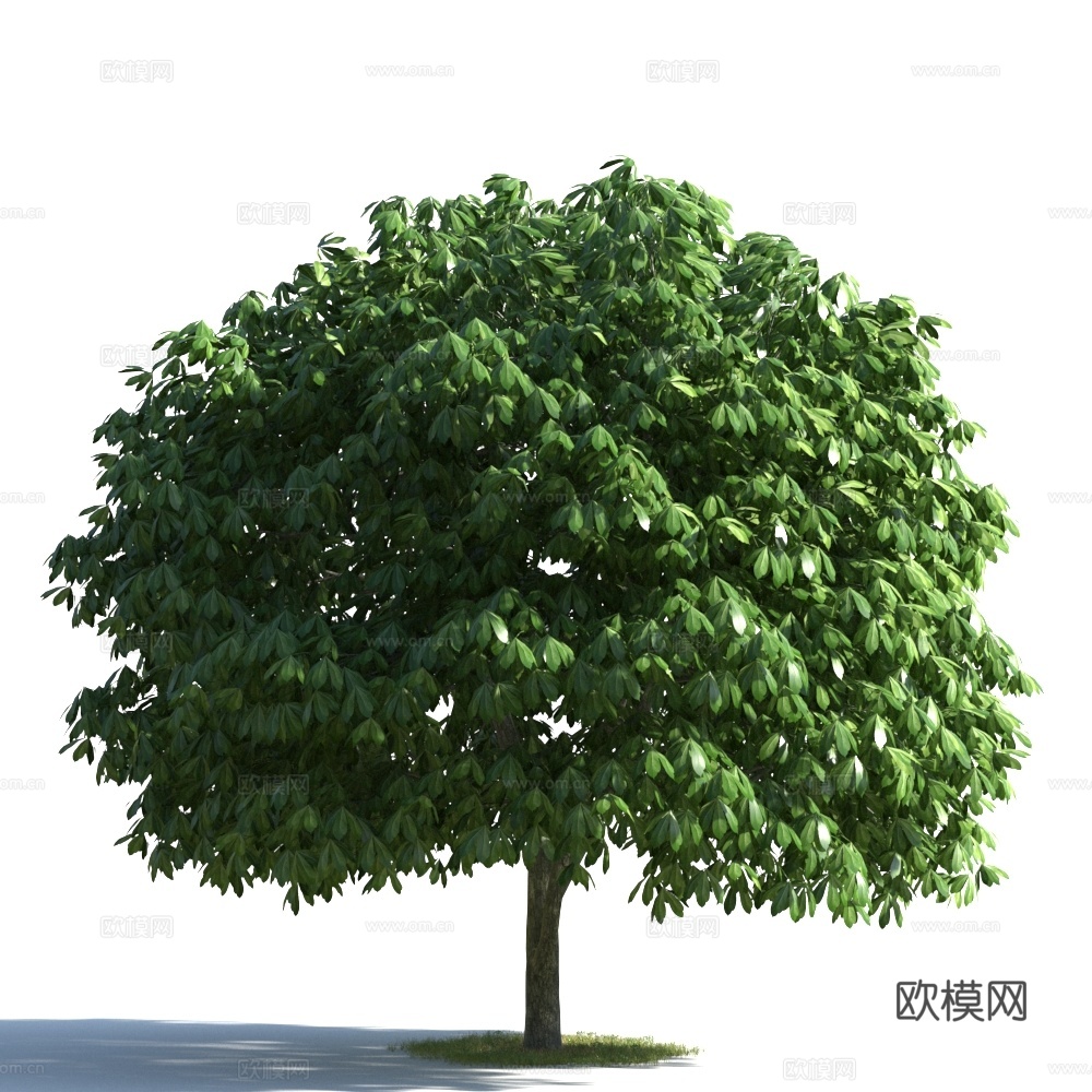 植物  树木 景观树 乔木3d模型