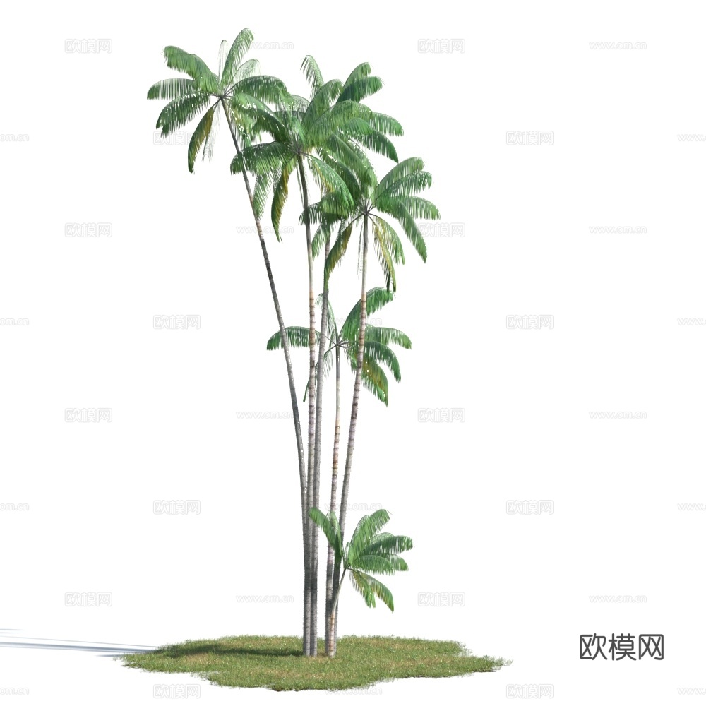 植物  树木 景观树 棕桐树 热带树3d模型