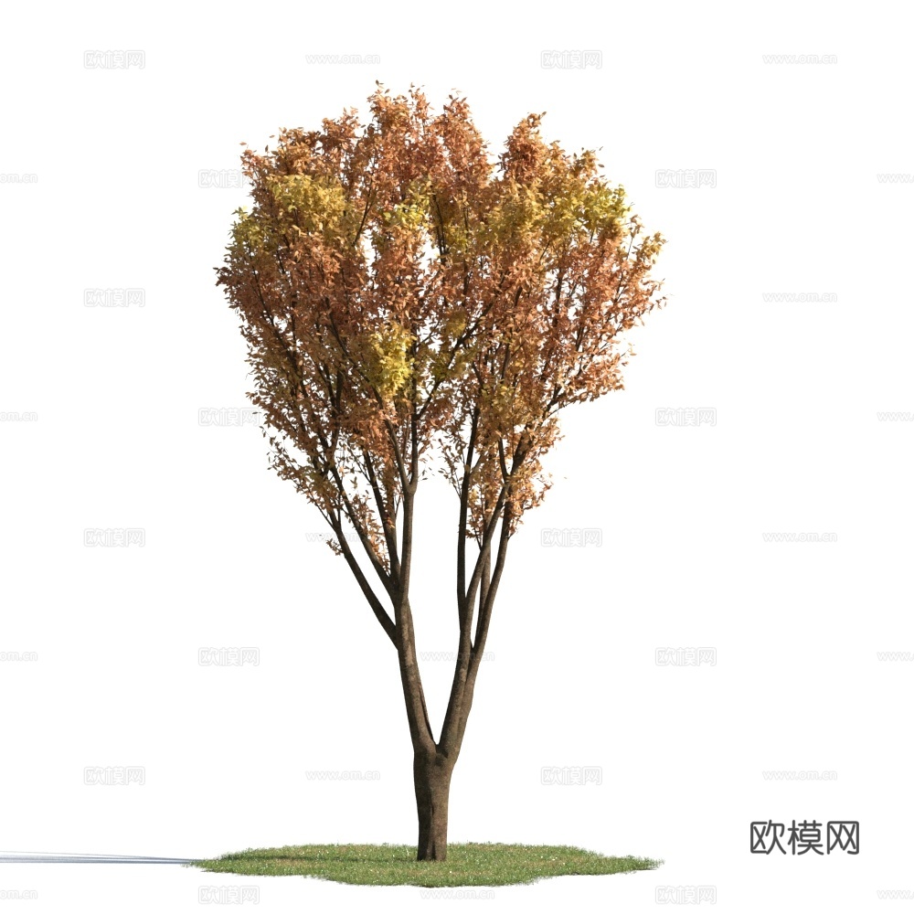 植物  树木 景观树 乔木 秋季植物3d模型