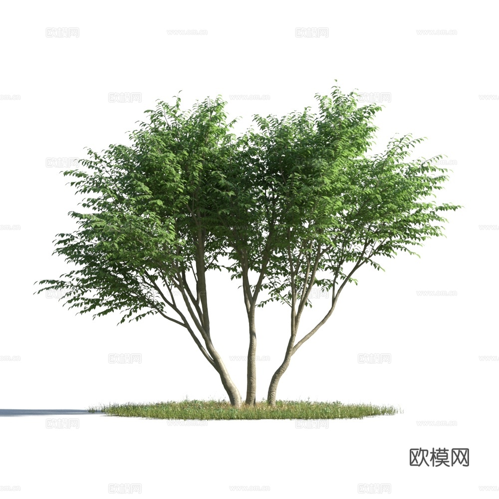 植物  树木 景观树 乔木3d模型