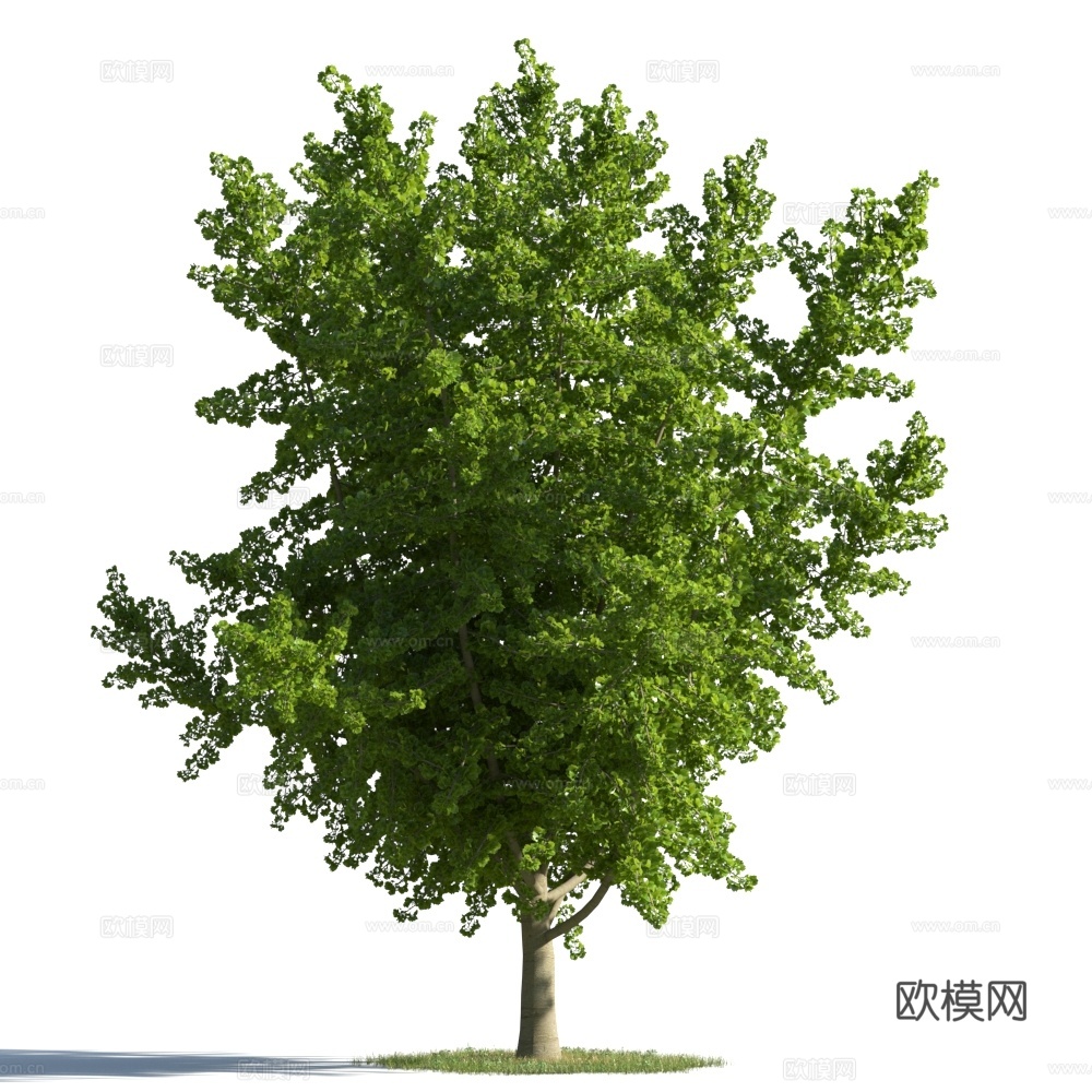 植物  树木 景观树 乔木3d模型