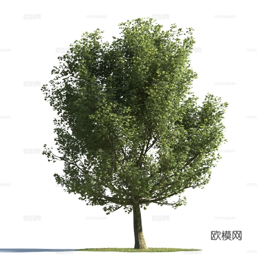 植物  树木 景观树 乔木3d模型