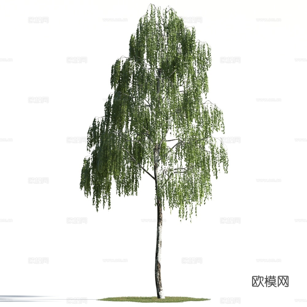 植物  树木 景观树 乔木3d模型
