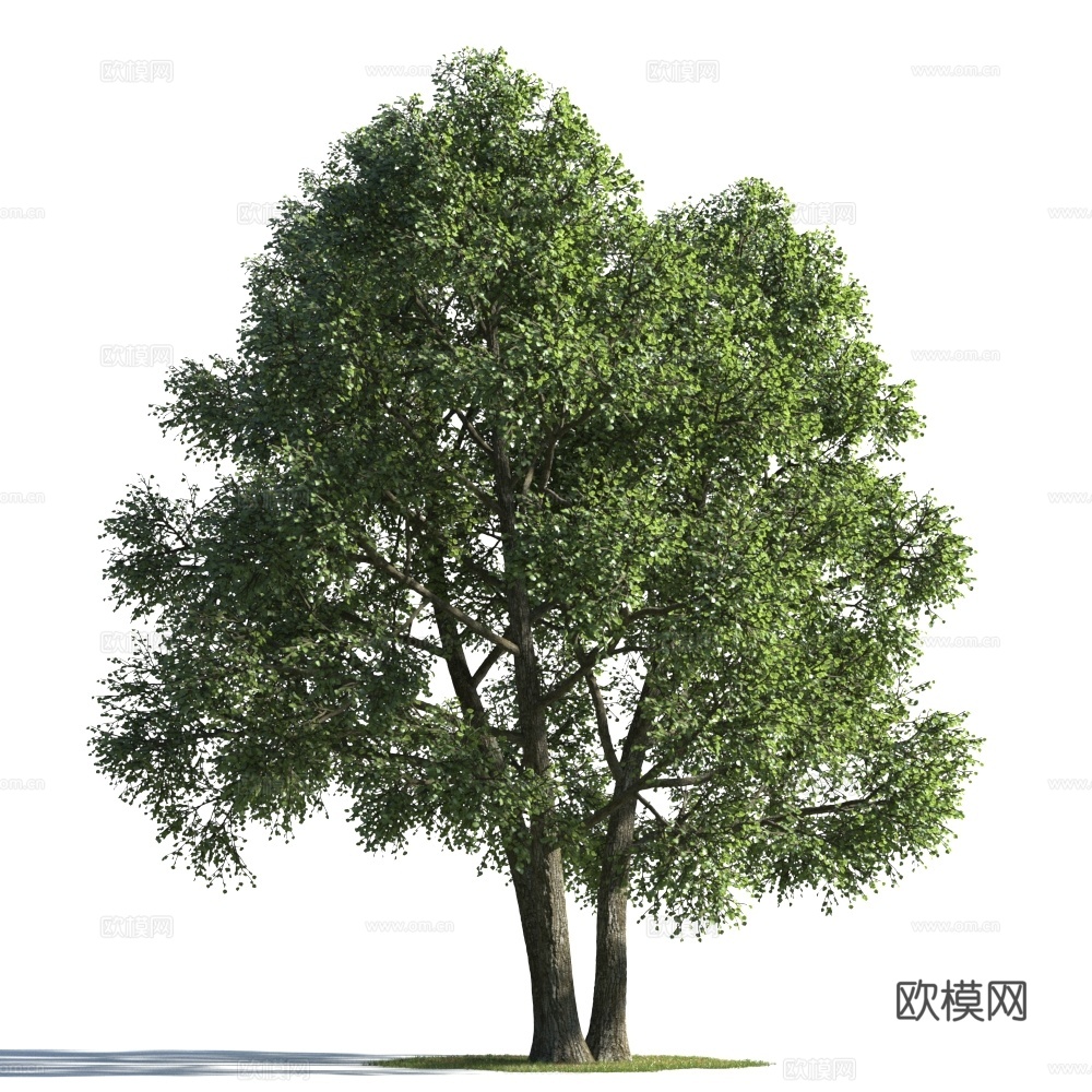 植物  树木 景观树 乔木 松树3d模型