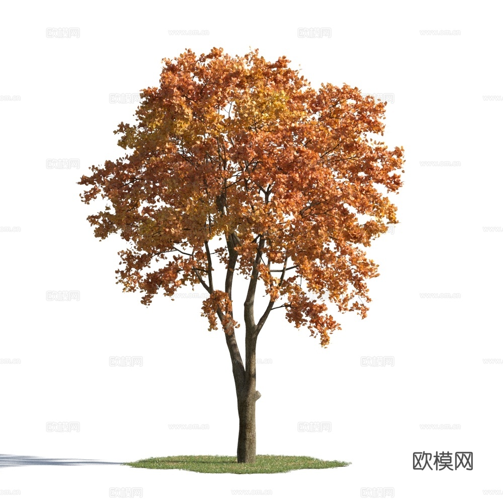 植物  树木 景观树 乔木 秋季植物3d模型