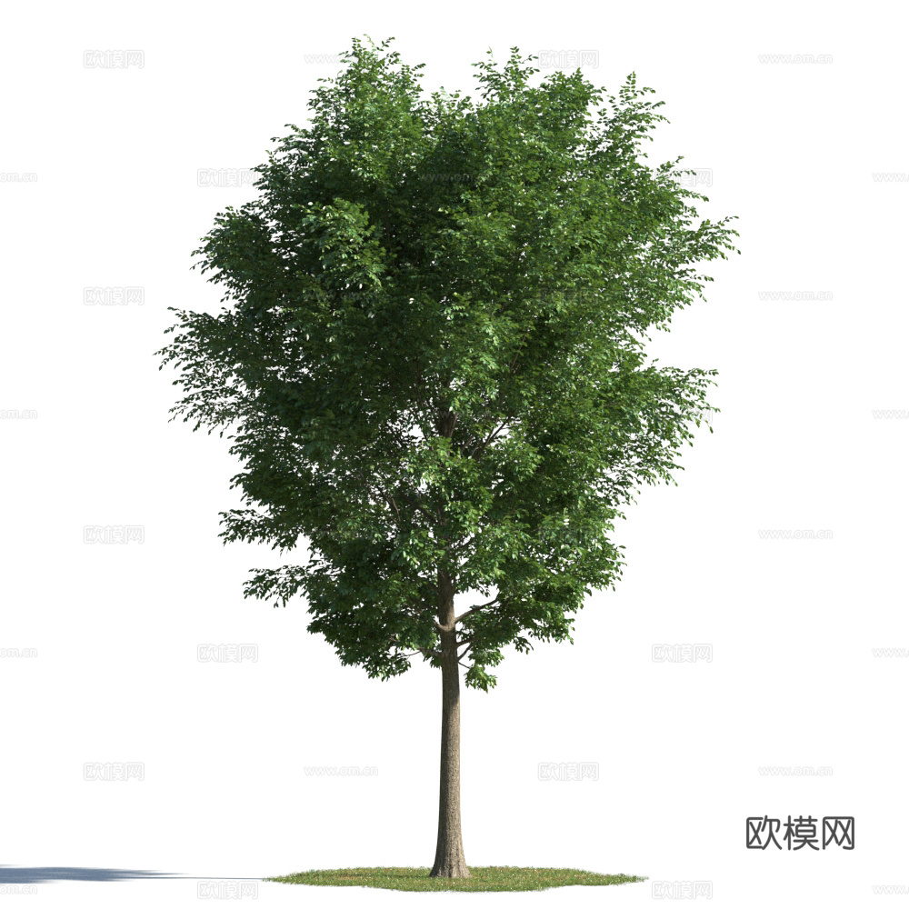 植物  树木 景观树 乔木 松树3d模型