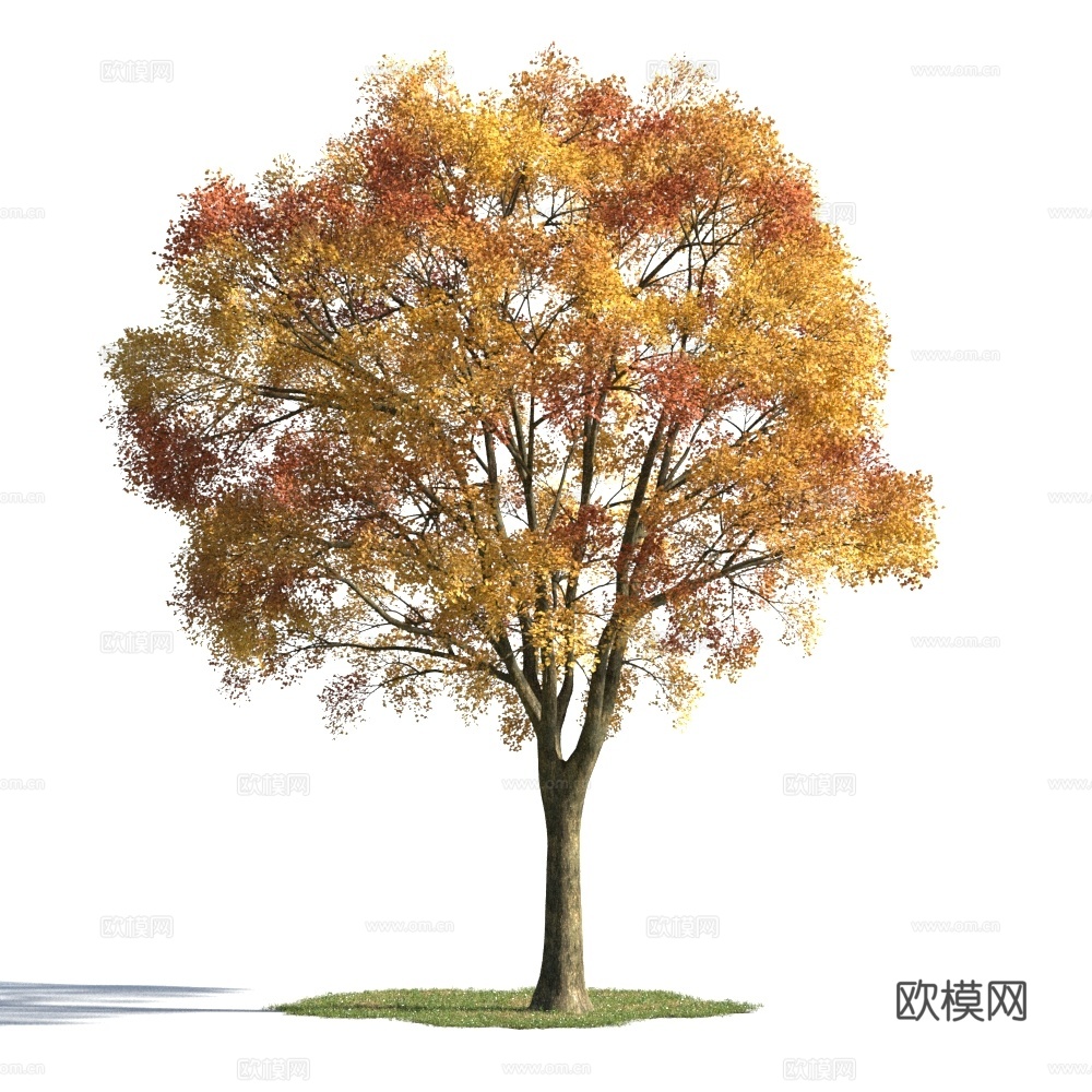 植物  树木 景观树 乔木 秋季植物3d模型
