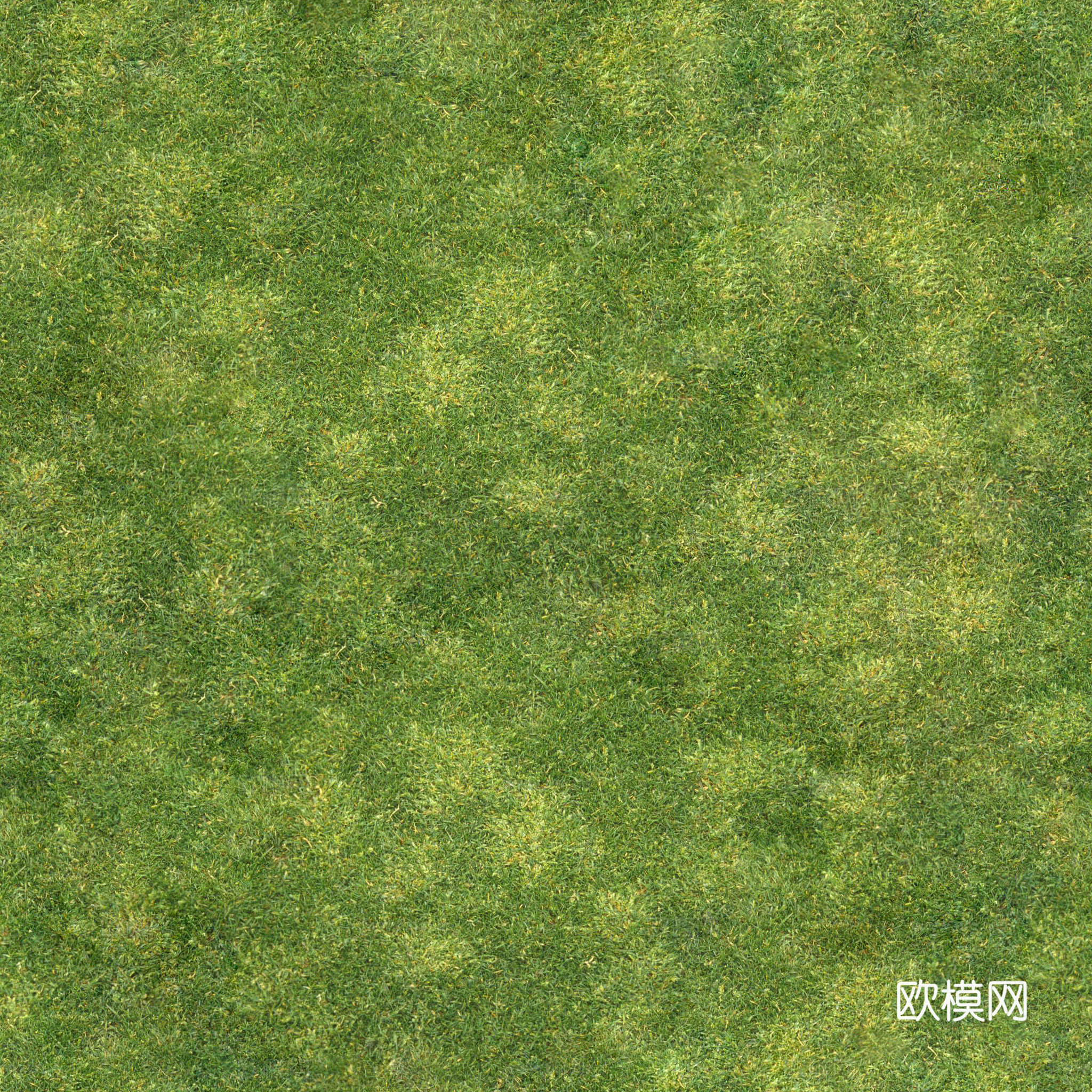 秋天草地草坪草皮  公园公路庭院绿地草坪