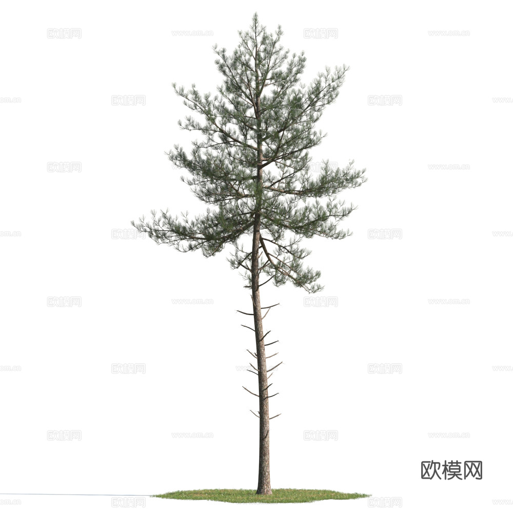 植物  树木 景观树 乔木 松树3d模型