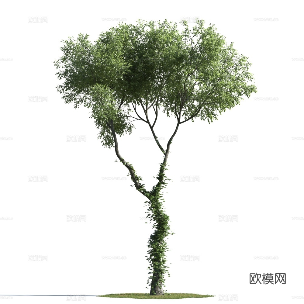 植物  树木 景观树 乔木3d模型