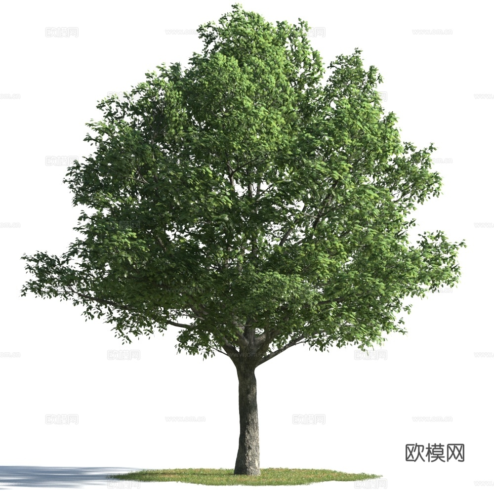 植物  树木 景观树 乔木3d模型