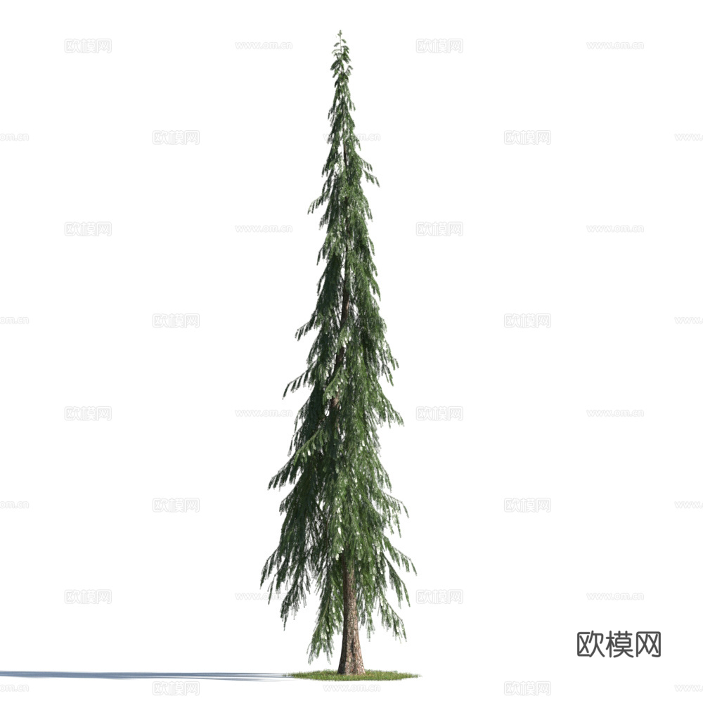 植物  树木 景观树 乔木 松树3d模型