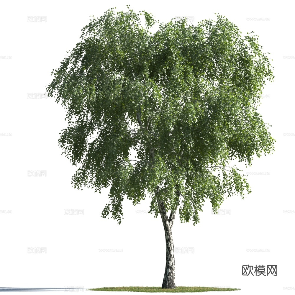 植物  树木 景观树 乔木 松树3d模型