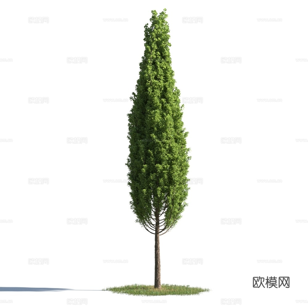 植物  树木 景观树 乔木3d模型