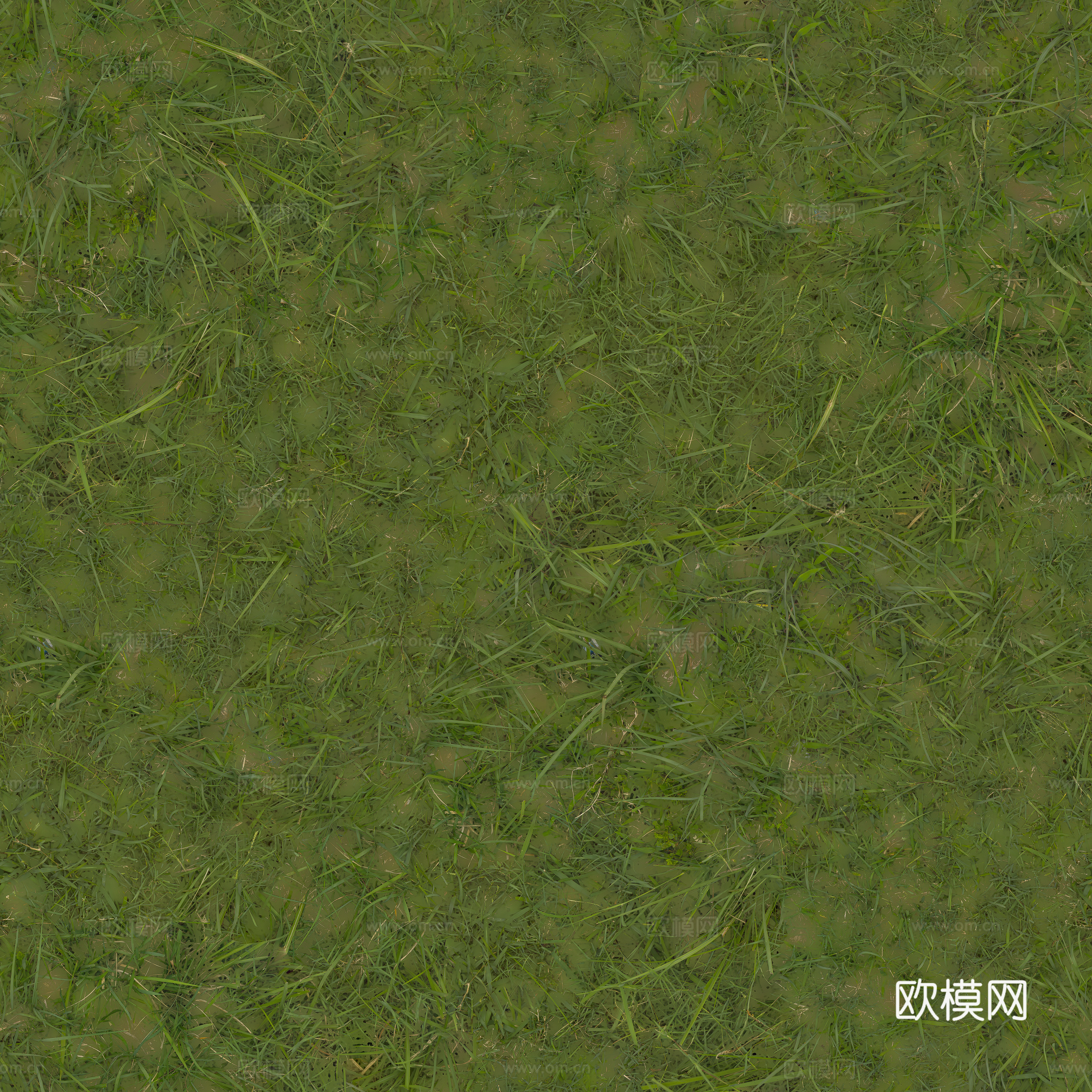 稀疏草地草坪草皮  公园公路庭院绿地草坪