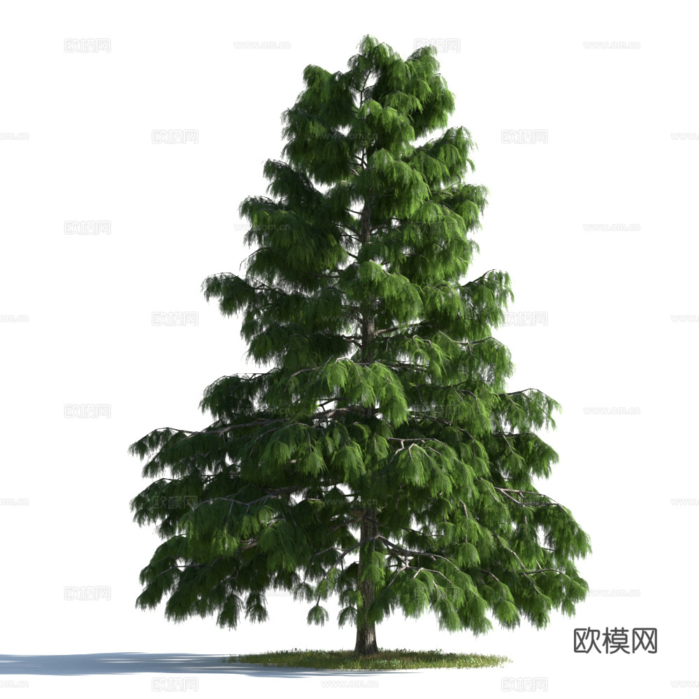 植物  树木 景观树 乔木 松树3d模型