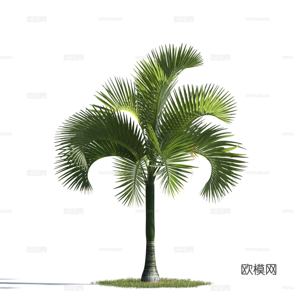 植物  树木 景观树 椰子树 热带树3d模型