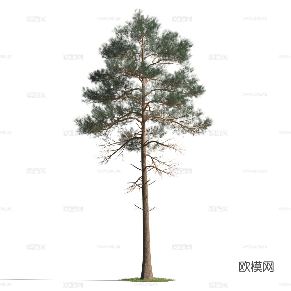 植物  树木 景观树 乔木 松树3d模型