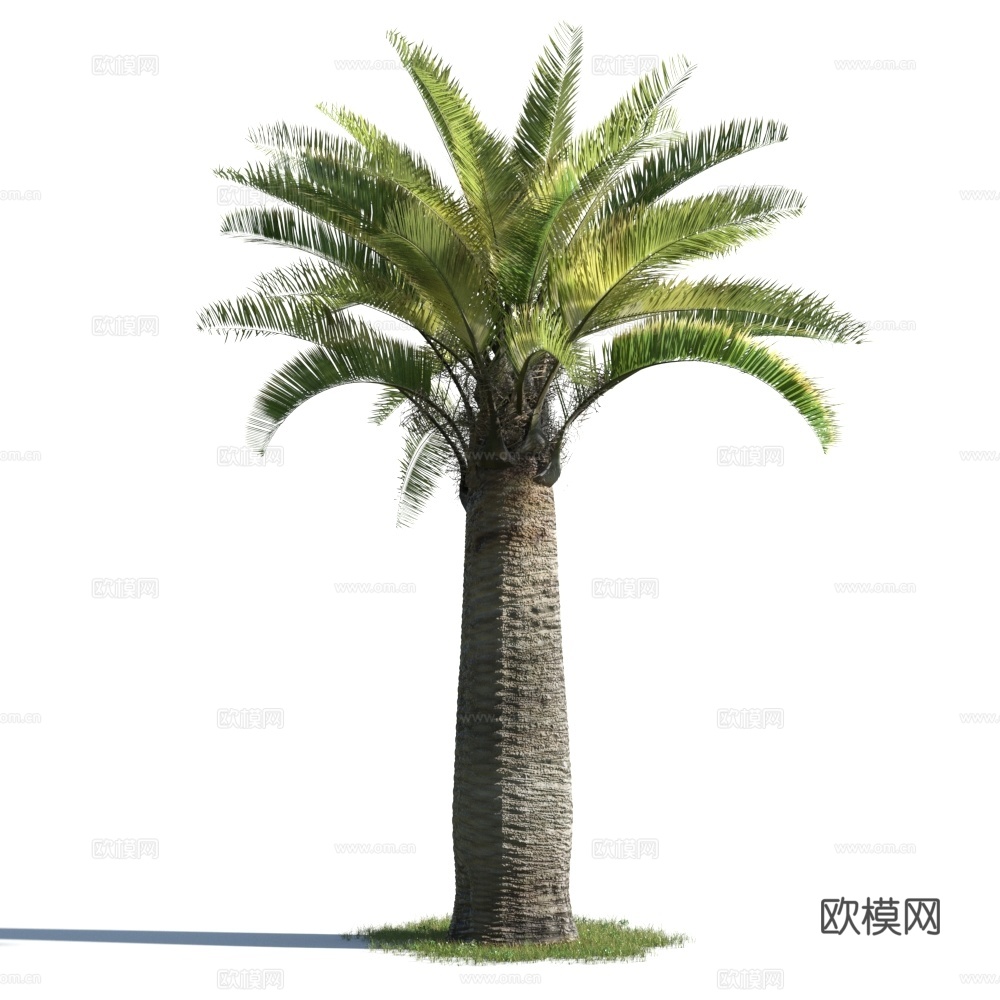 植物  树木 景观树 棕桐树 热带树3d模型