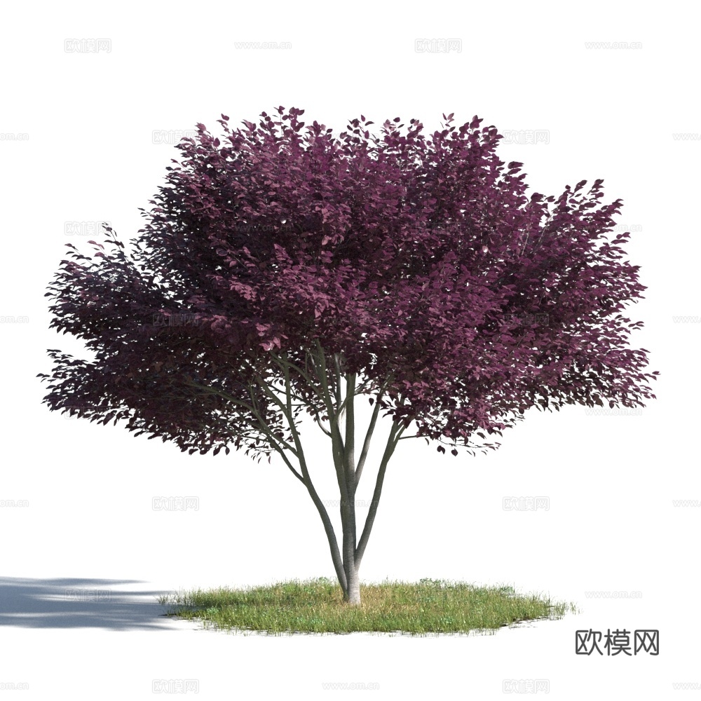 植物  树木 景观树 乔木 松树3d模型