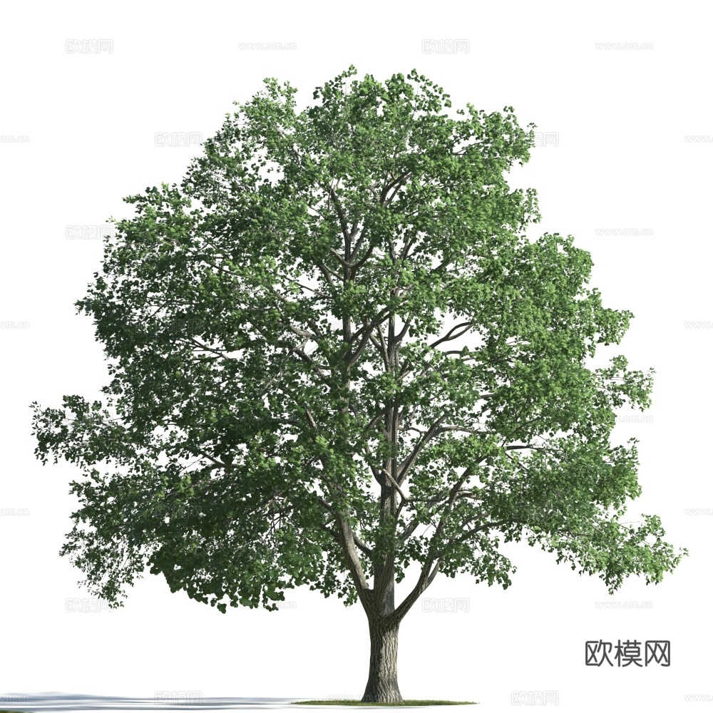 植物  树木 景观树 乔木3d模型