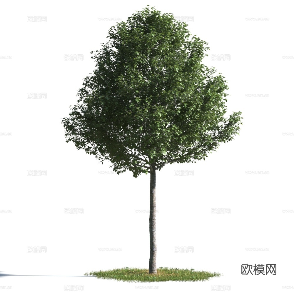 植物  树木 景观树 乔木3d模型