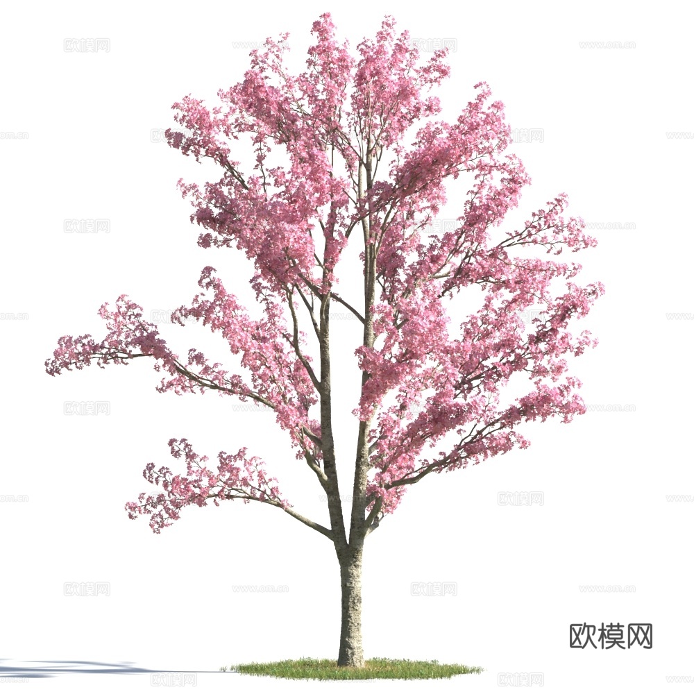 植物  树木 景观树 乔木3d模型