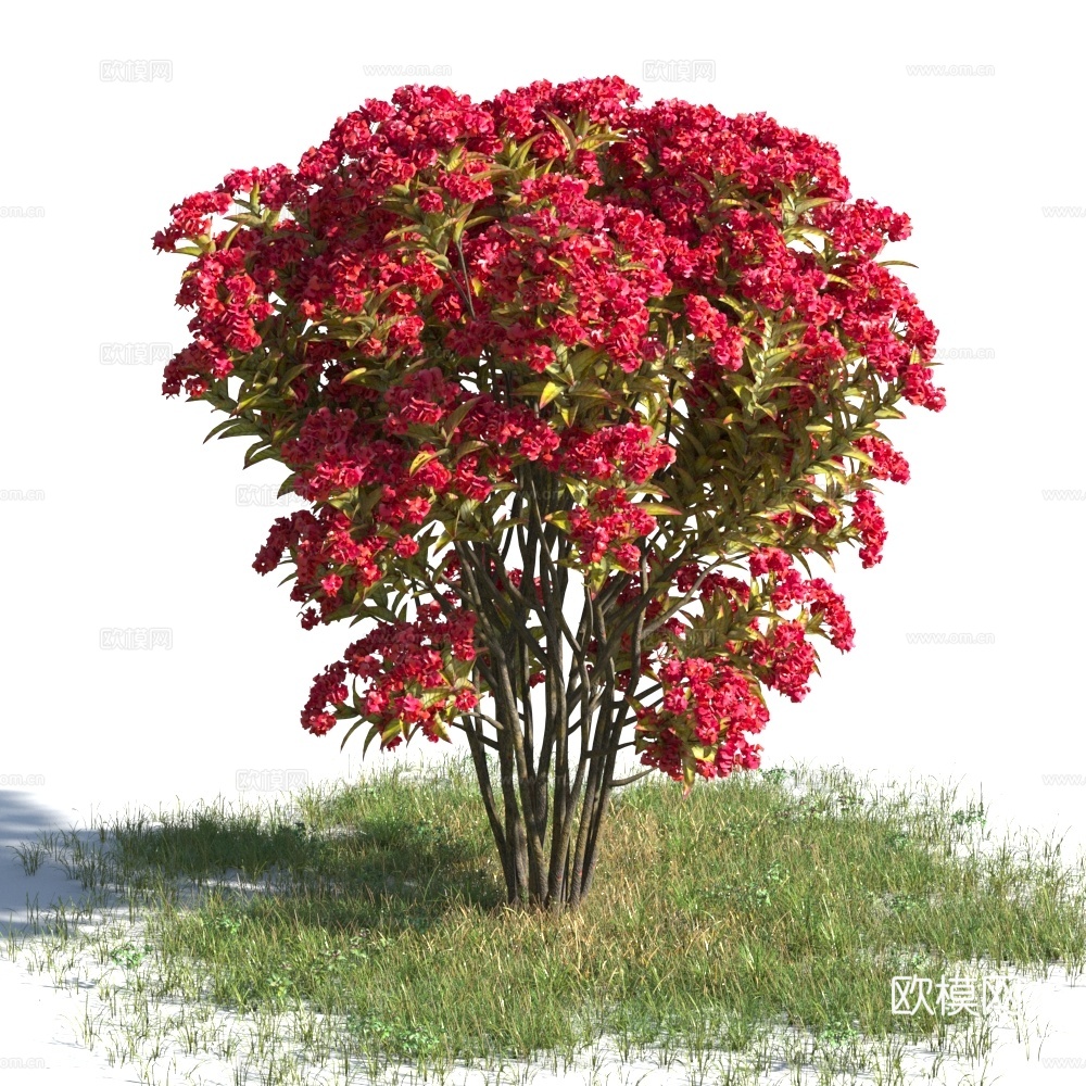 植物  树木 景观树 乔木3d模型