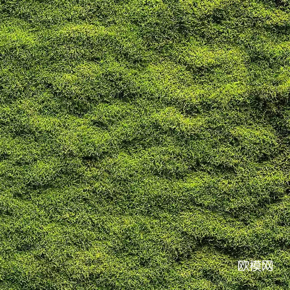 草地 地皮 草皮下载