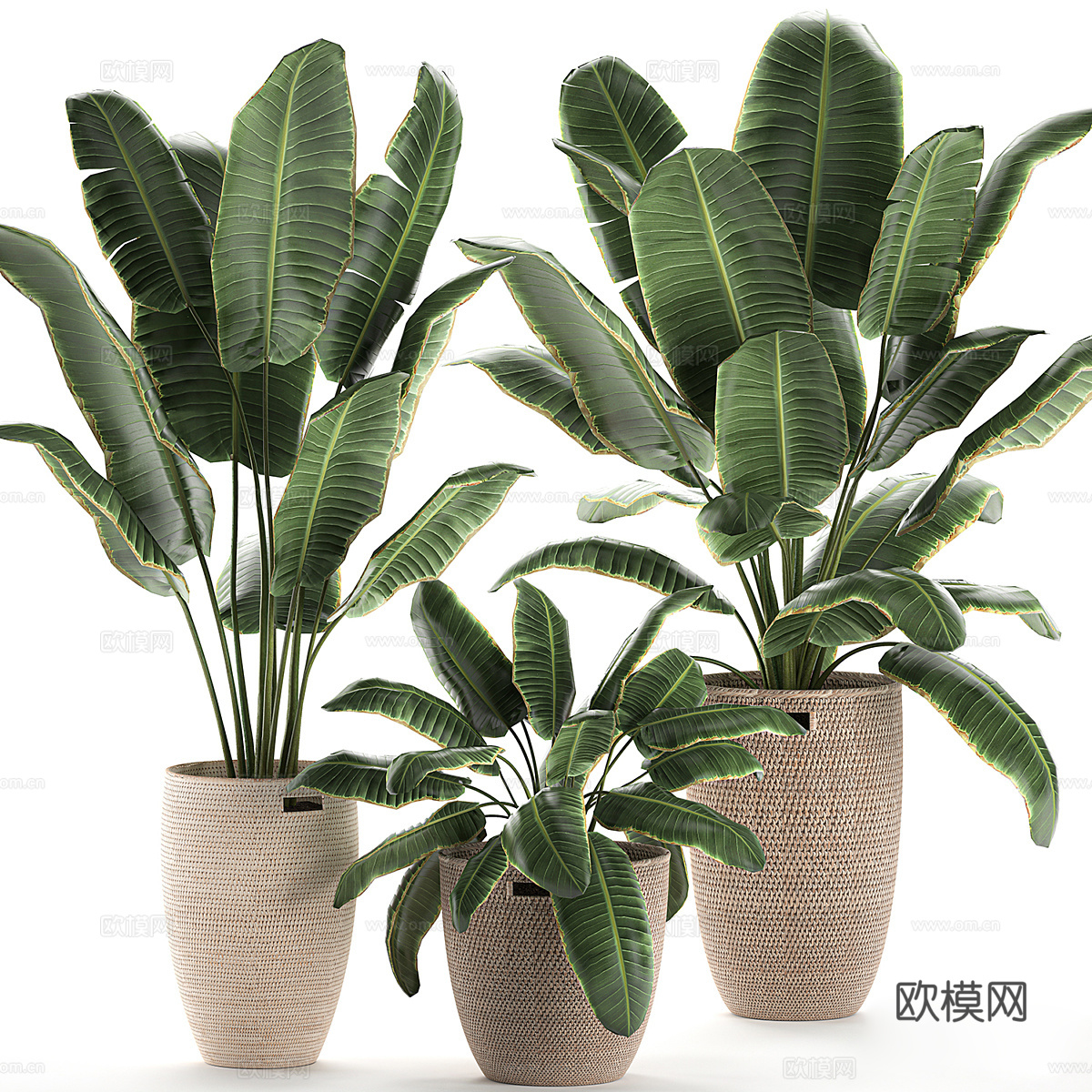 绿植盆栽3d模型