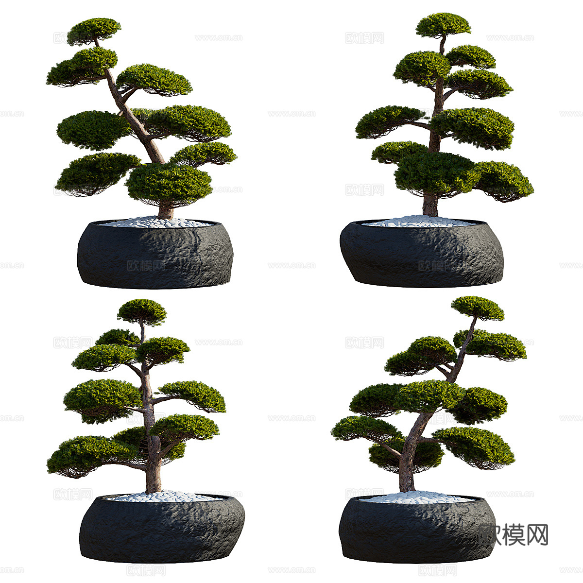 新中式紫杉 红豆杉 冷杉盆栽3d模型