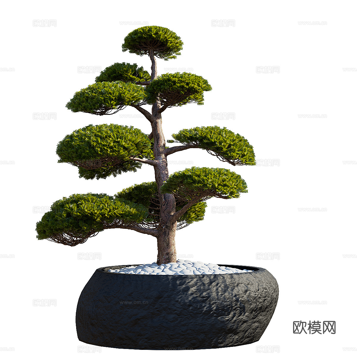 新中式紫杉 红豆杉 冷杉盆栽3d模型