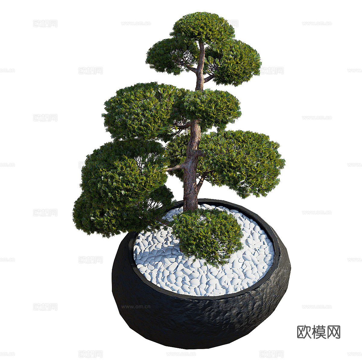 新中式紫杉 红豆杉 冷杉盆栽3d模型