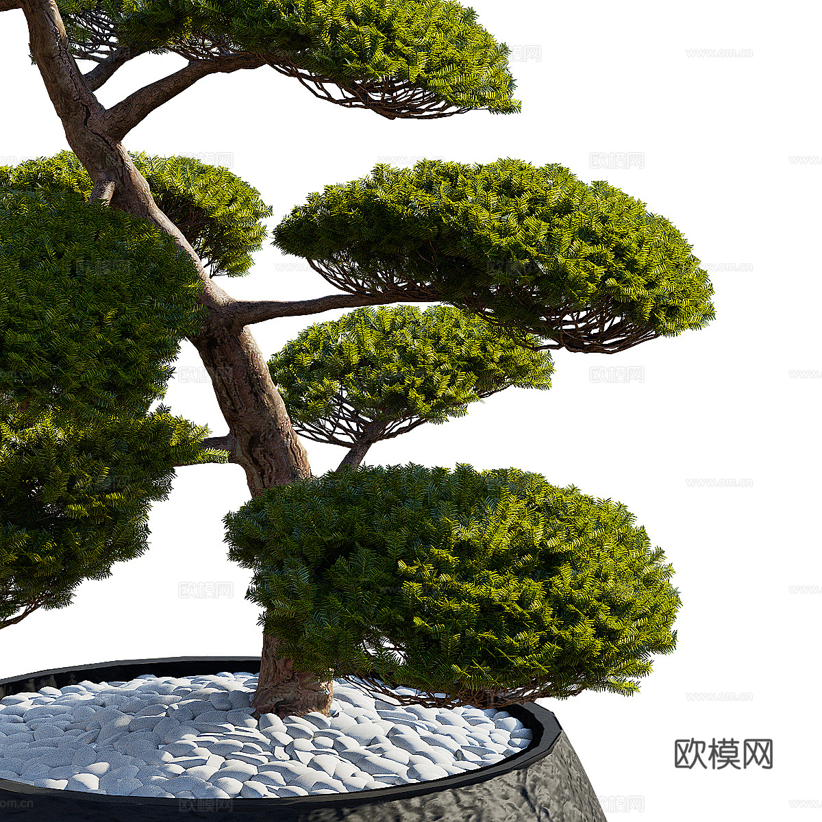 新中式紫杉 红豆杉 冷杉盆栽3d模型