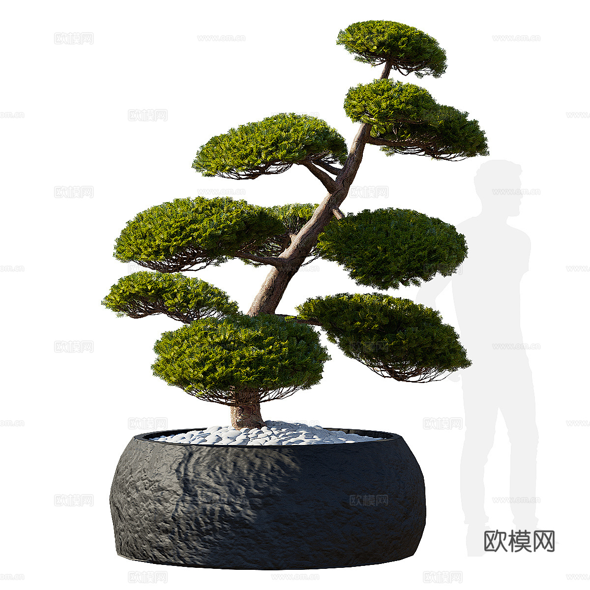 新中式紫杉 红豆杉 冷杉盆栽3d模型